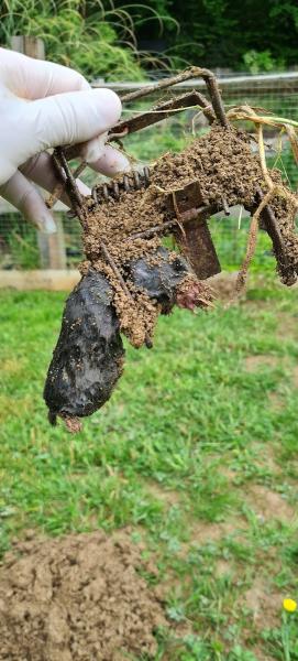 Mole Catcher Surrey