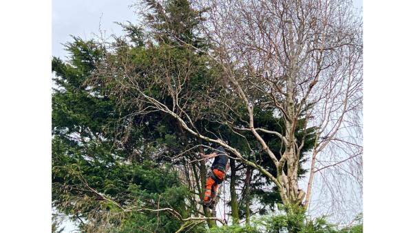 KMN Tree Surgeon