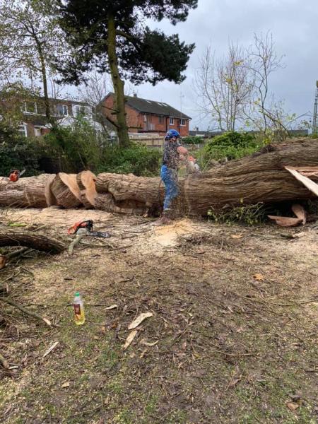 KMN Tree Surgeon