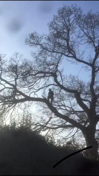 Arboricultural Operatives