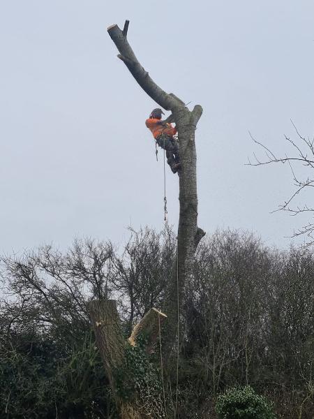 Rainwood Tree Services