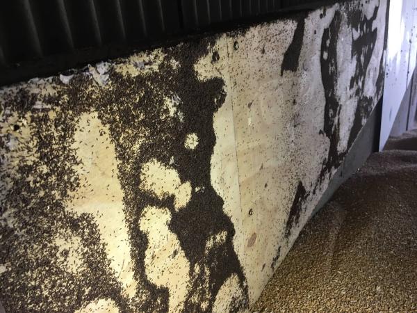 The Bristol Pest Controller