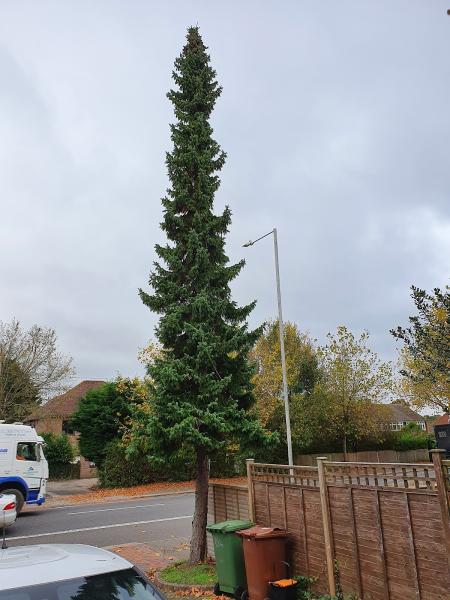 Arbour Tree Surgery