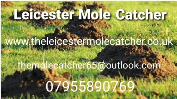 The Leicester Mole Catcher