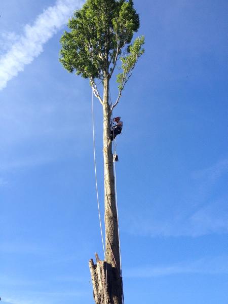 J M Tree Services