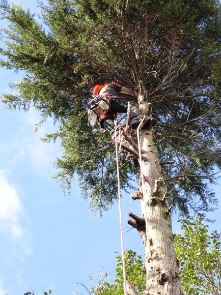 Garden Rescue Tree Services