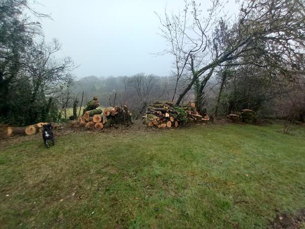 Pembrokeshire Tree Services