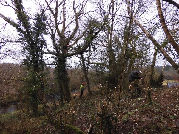 Pembrokeshire Tree Services