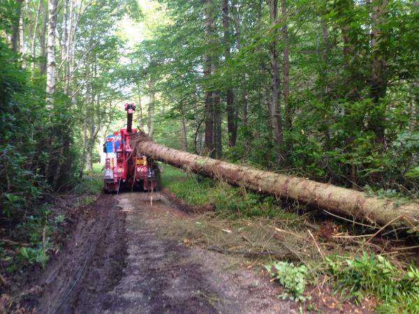 Wakeley Tree Surgeons Ltd