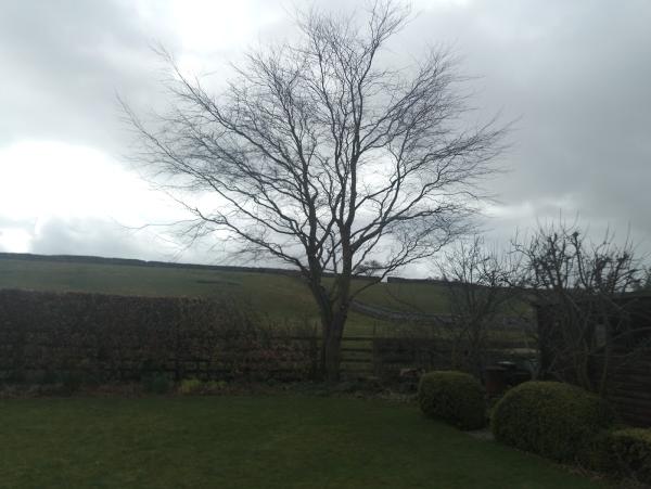 Wensleydale Tree & Horticultural Services Ltd