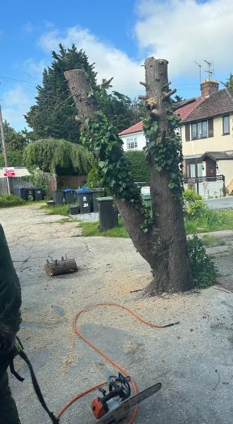 Oakwood Tree Surgery