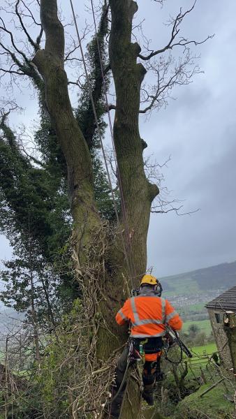 Heley Tree Care