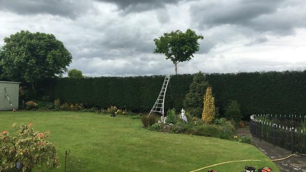 Heley Tree Care