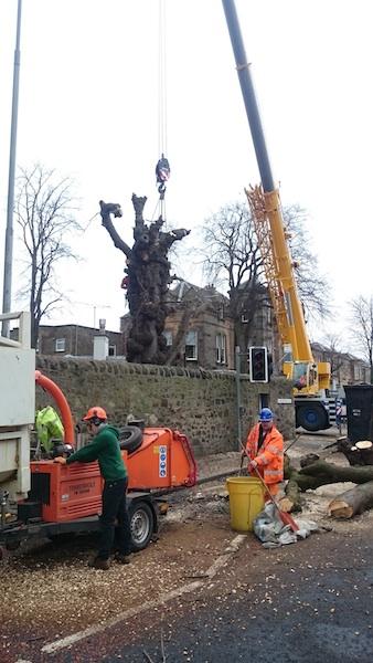 Root & Branch Arboriculture Ltd