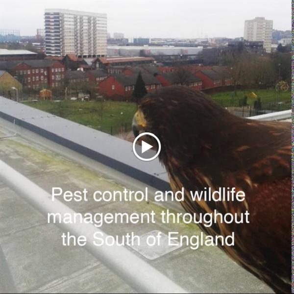 Neil's Bird & Pest Control Services