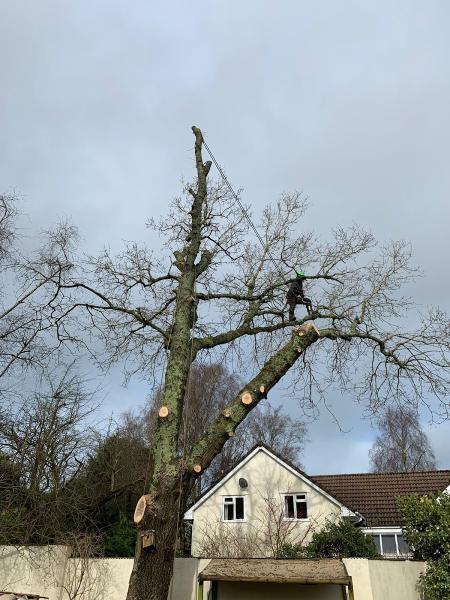 Charles Green Tree Surgery Ltd