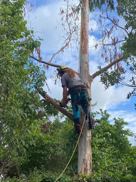 Foremans Tree Specialists Ltd