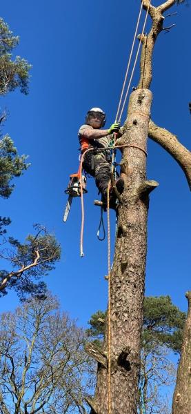 Operation Tree Services NI