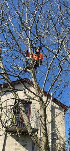 Operation Tree Services NI