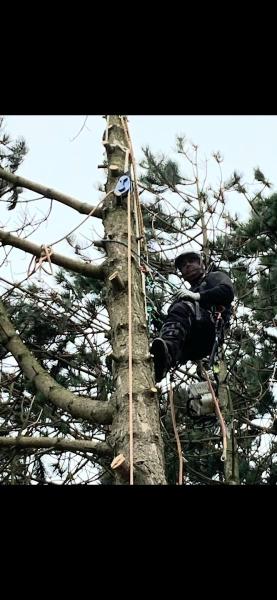 Operation Tree Services NI