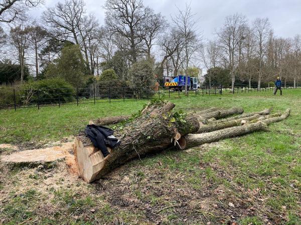 Gaiger's Tree and Hedge Care