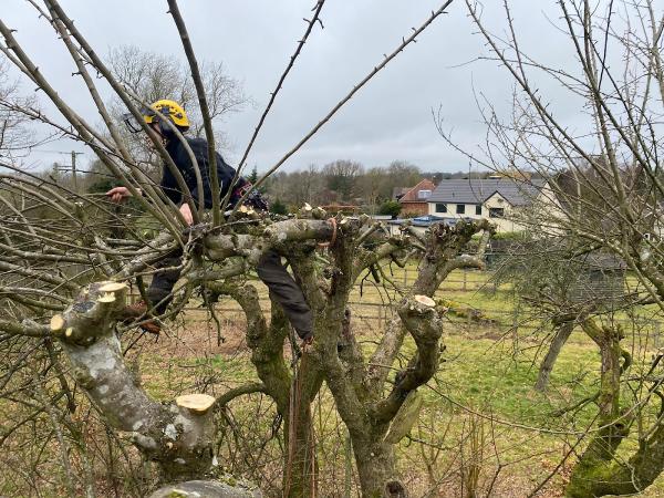 Gaiger's Tree and Hedge Care