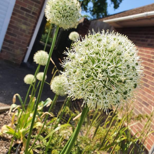 Buds and Blooms Horticultural Services