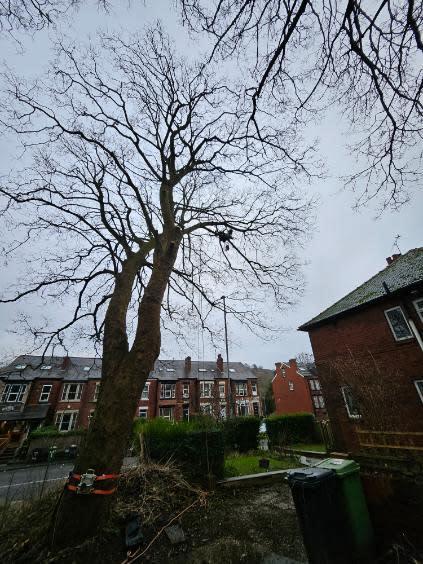 Airborne Trees