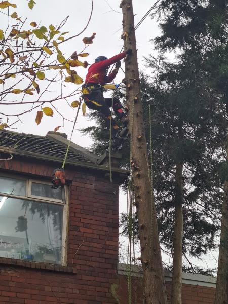 Airborne Trees