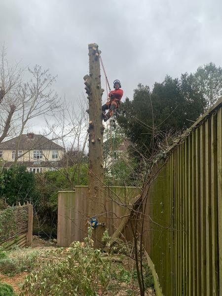 Taunton Tree Services