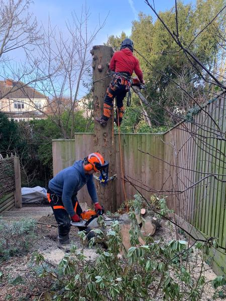 Taunton Tree Services