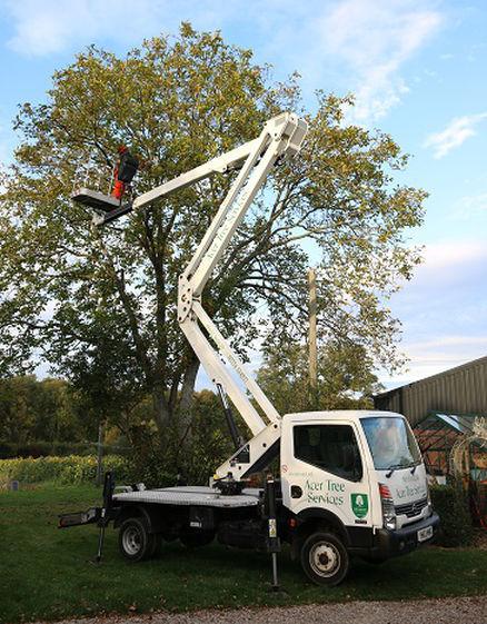 Acer Tree Services