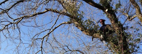 West Wales Sustainable Woodland Services