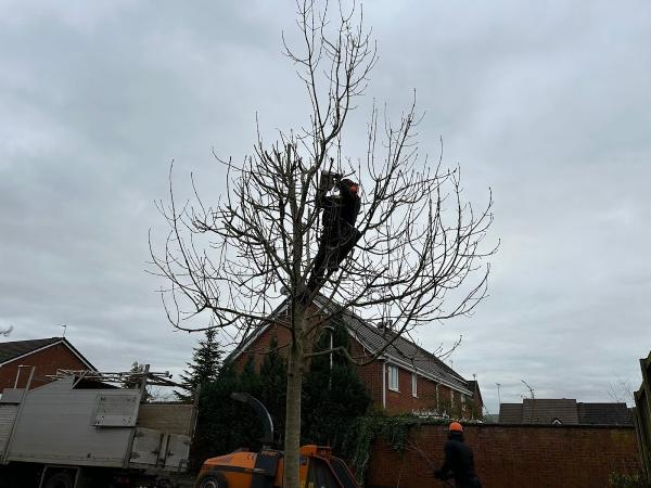 Northwich Tree Surgeon