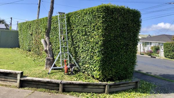 Northwich Tree Surgeon