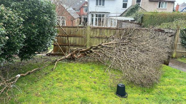 Morley Maintenance Garden & Tree