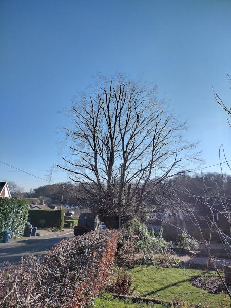 R B Tree Masters Ltd