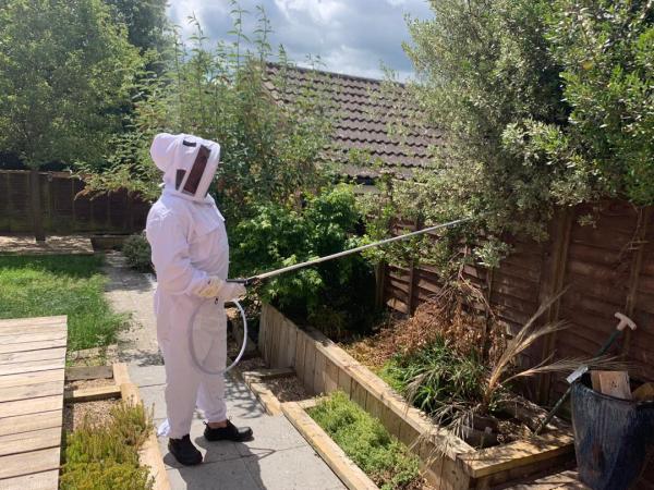 Wiltshire Wasp Nest Removal