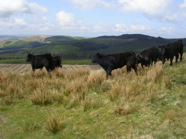 Forge Property Consultants Ltd