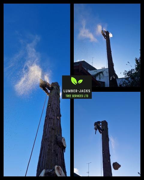 Lumber-Jacks Tree Services Ltd