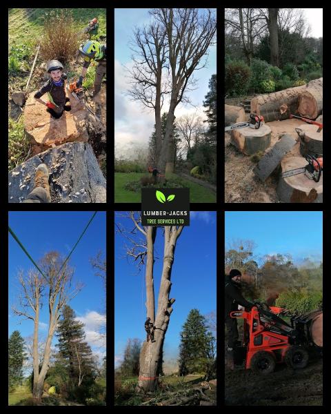 Lumber-Jacks Tree Services Ltd