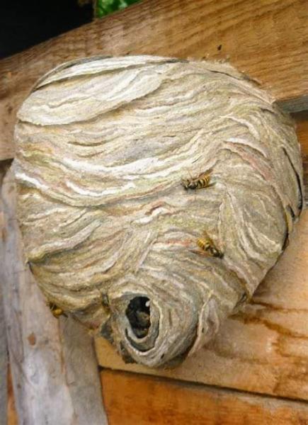 Wirral Wasp Nests