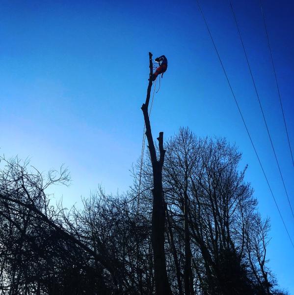 Hindley Tree Care