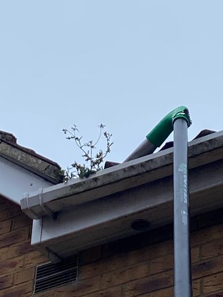 Wellingborough Window and Gutter Cleaning