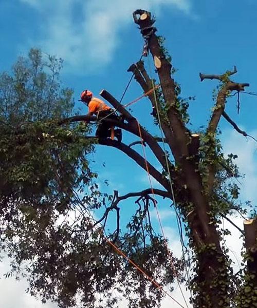 Warrington Tree & Stump Removals/Warrington Tree Surgeon