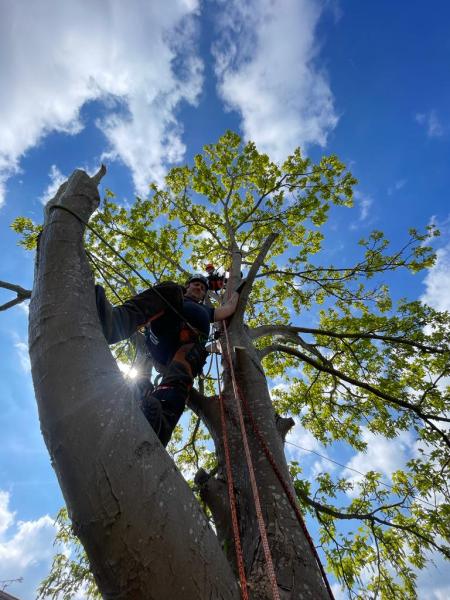 Pride Tree Care