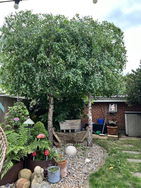 Goldfinch Tree Surgery