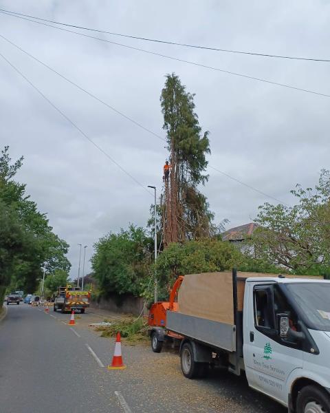 Wern Tree Services