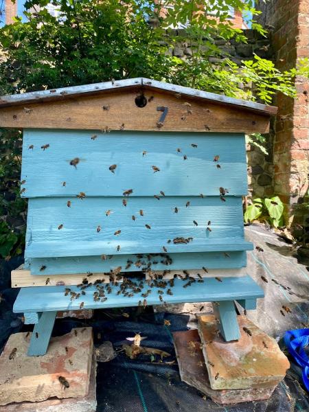 Guildford Bee Swarm Rehoming