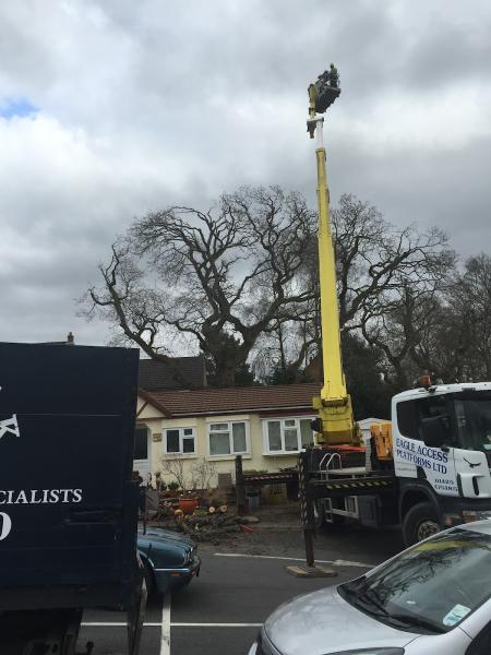 Broadoak Tree Care Ltd